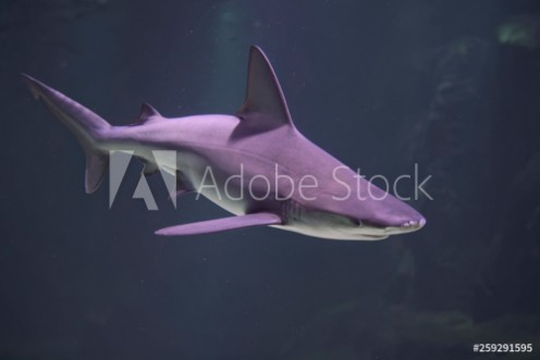 Picture of Requin  Nausicaa